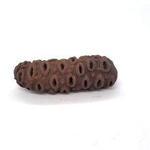 Load image into Gallery viewer, Seed Pod Series (ENTER HERE-USE DROP DOWN MENU)