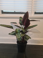 Load image into Gallery viewer, Ctenanthe Grey Star