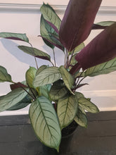 Load image into Gallery viewer, Ctenanthe Grey Star