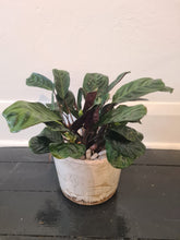 Load image into Gallery viewer, Ctenanthe