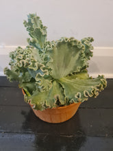 Load image into Gallery viewer, Echeveria Ruffles