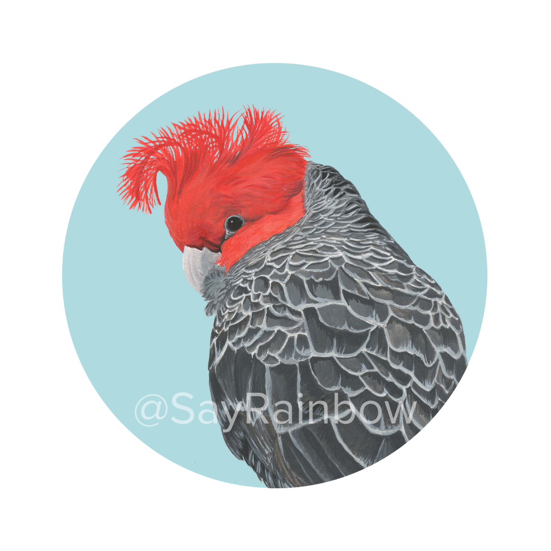Say Rainbow Card - Gang Gang Cockatoo