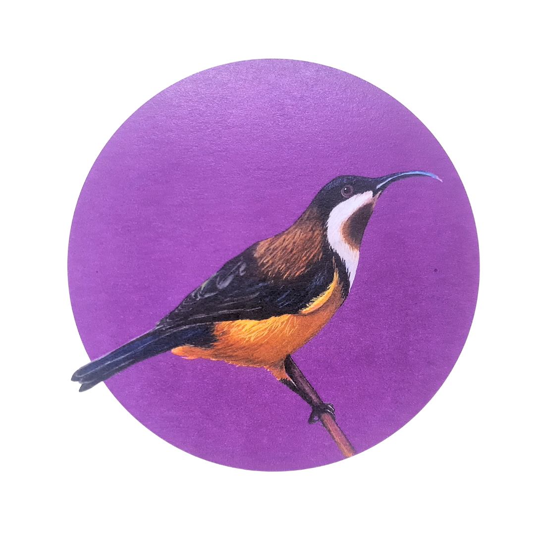 Eastern Spinebill