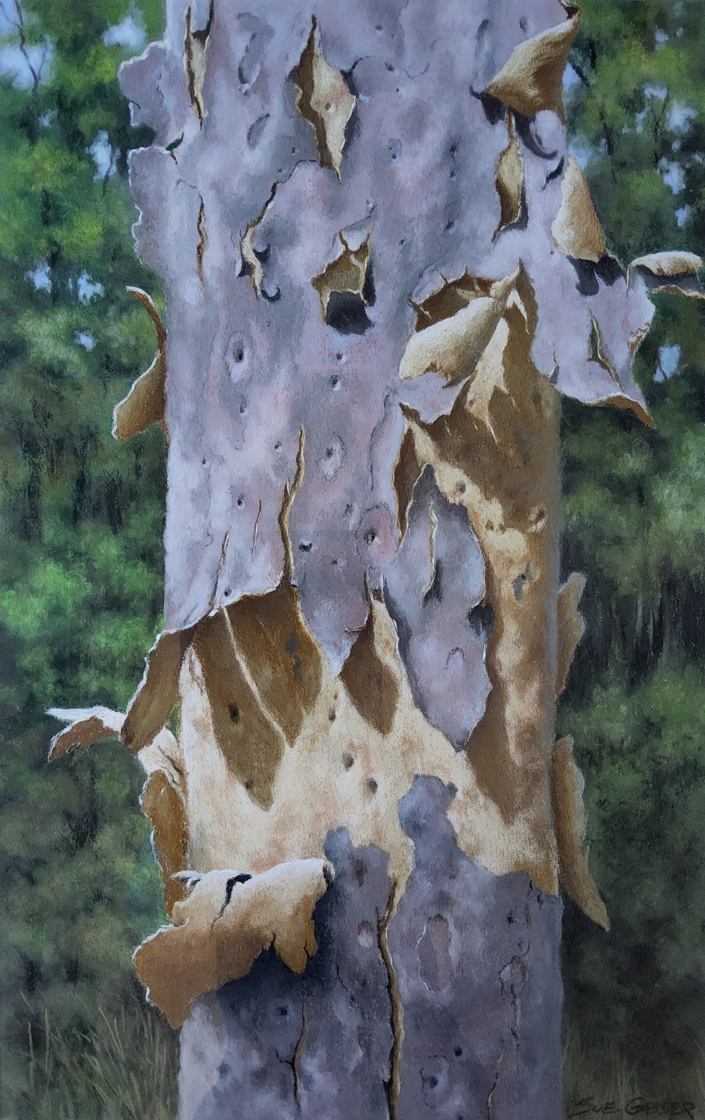 Angophora Gum Shedding
