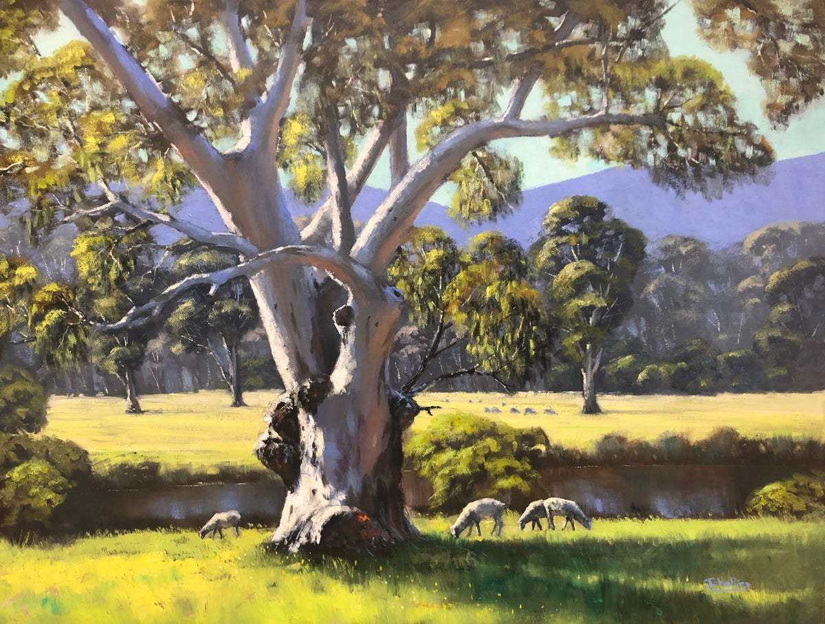 Crudine Sheep Country