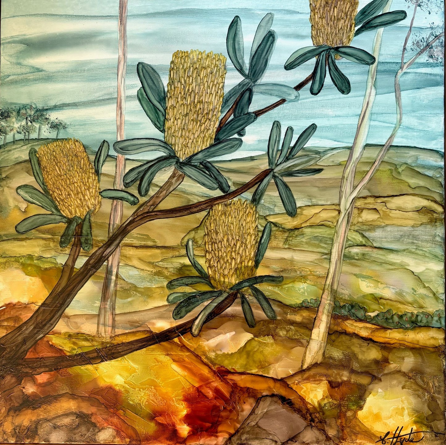 Blue Mountains Banksia