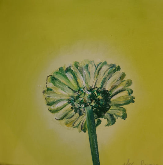 Gerbera