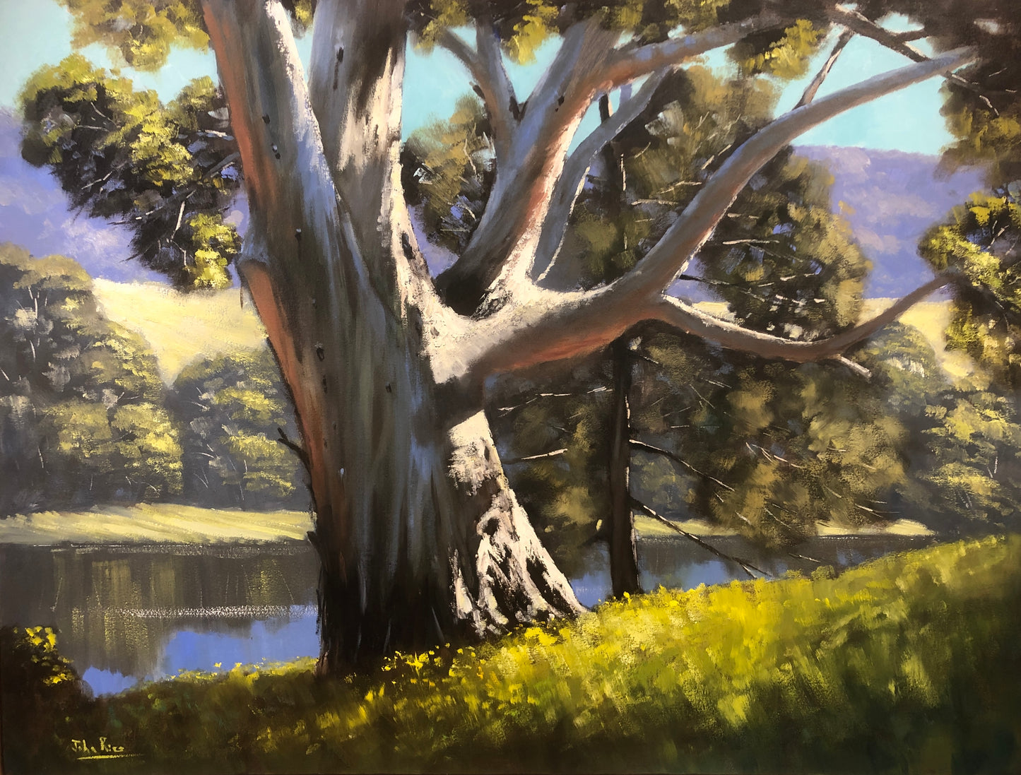 Giant on the Cudgegong