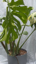 Load image into Gallery viewer, Monstera Thai Constellation - 22cm self-watering pot