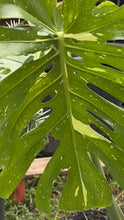 Load image into Gallery viewer, Monstera Thai Constellation - 22cm self-watering pot