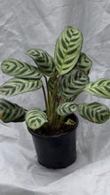 Load image into Gallery viewer, Houseplant - 10cm pot