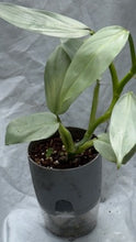 Load image into Gallery viewer, Houseplant - 10cm self-watering pot