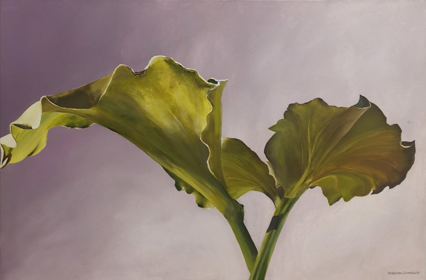 Arum Wly Leaves