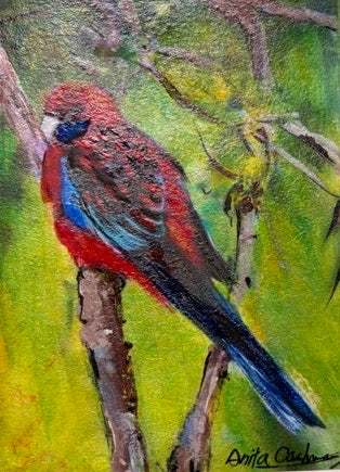 Hand-painted card - Crimson Rosella