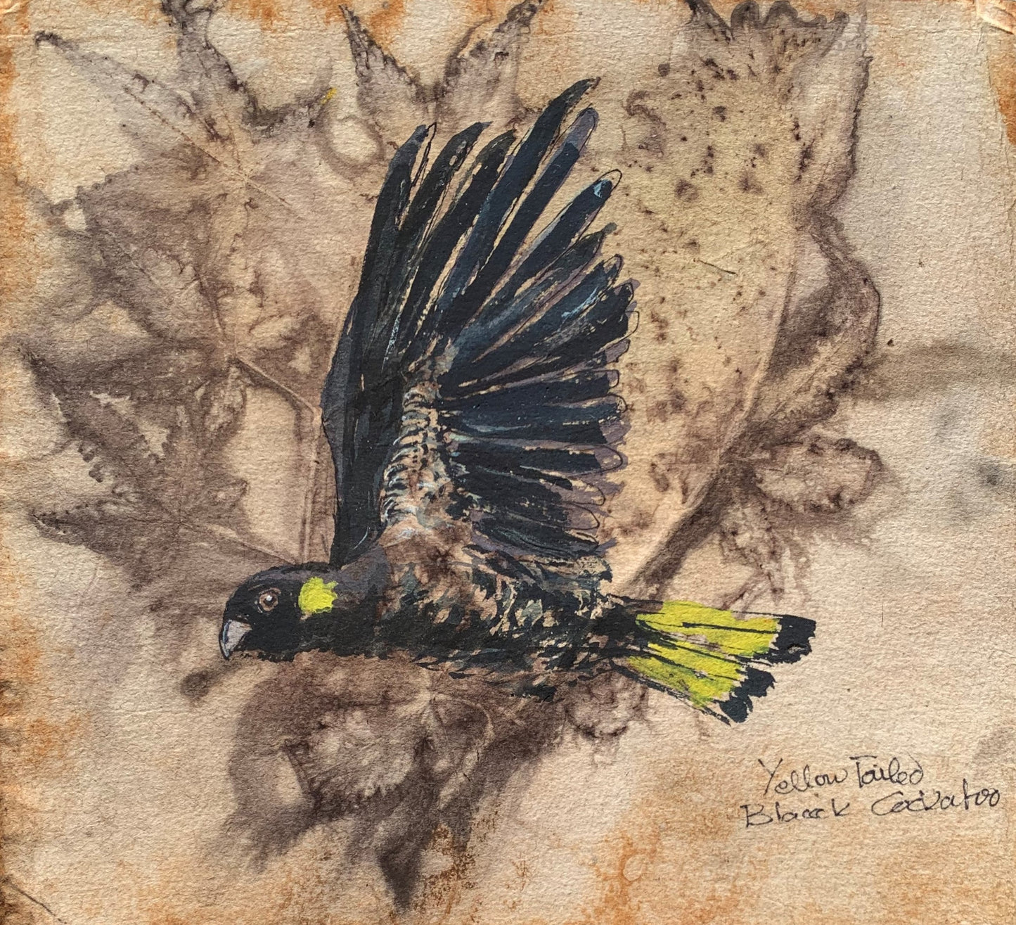 Yellow Tailed Black Cockatoo