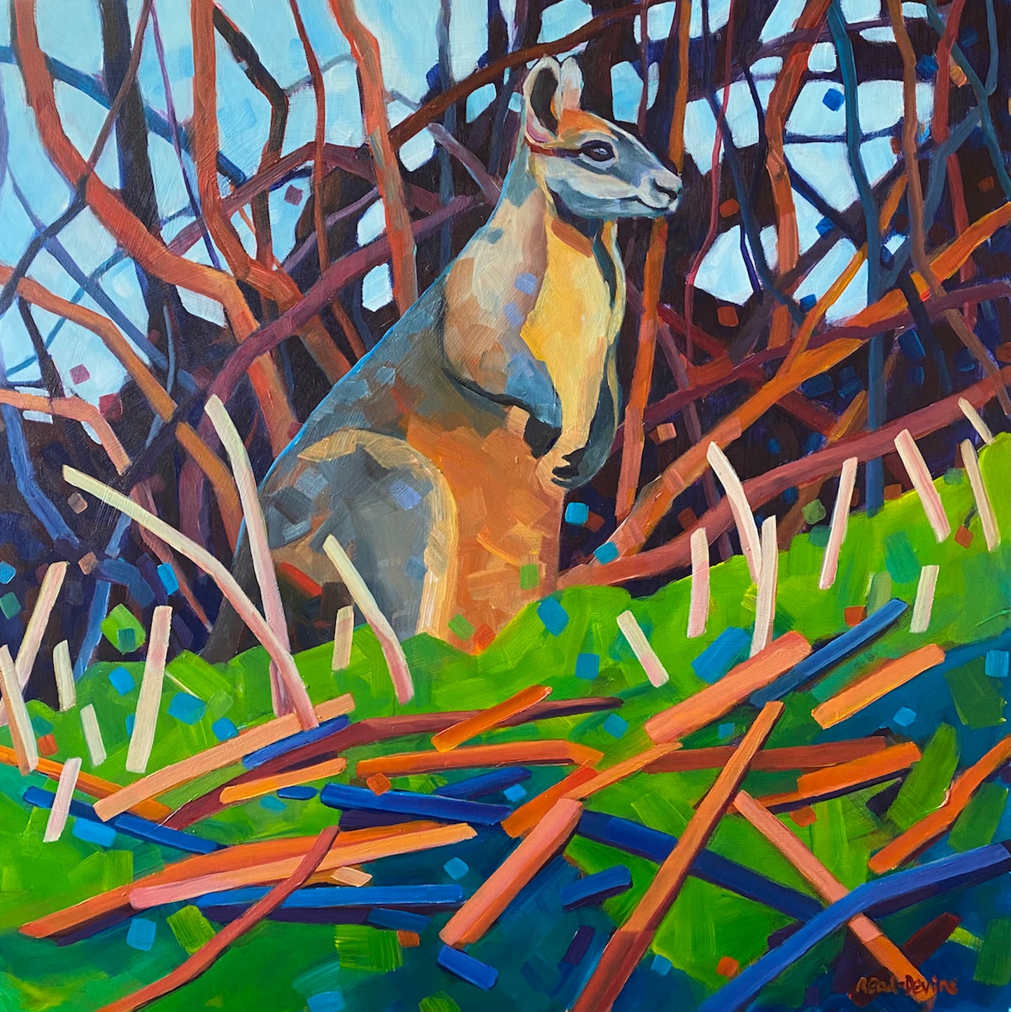 Korumburra Wallaby