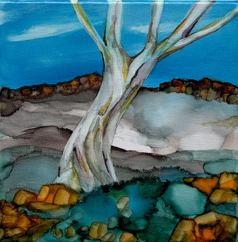 Snow Gum