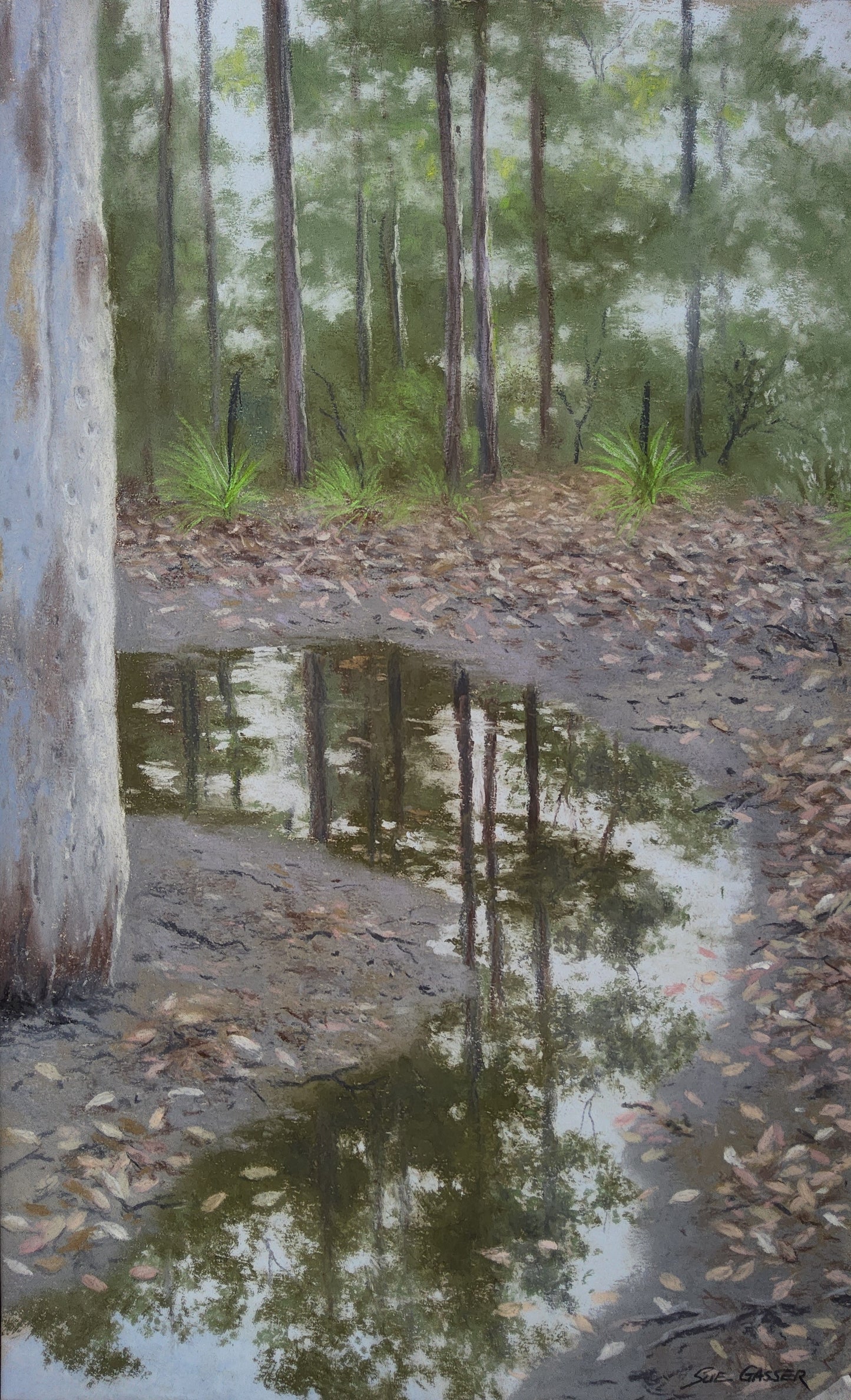 After the Rain - Bush Track East Blaxland