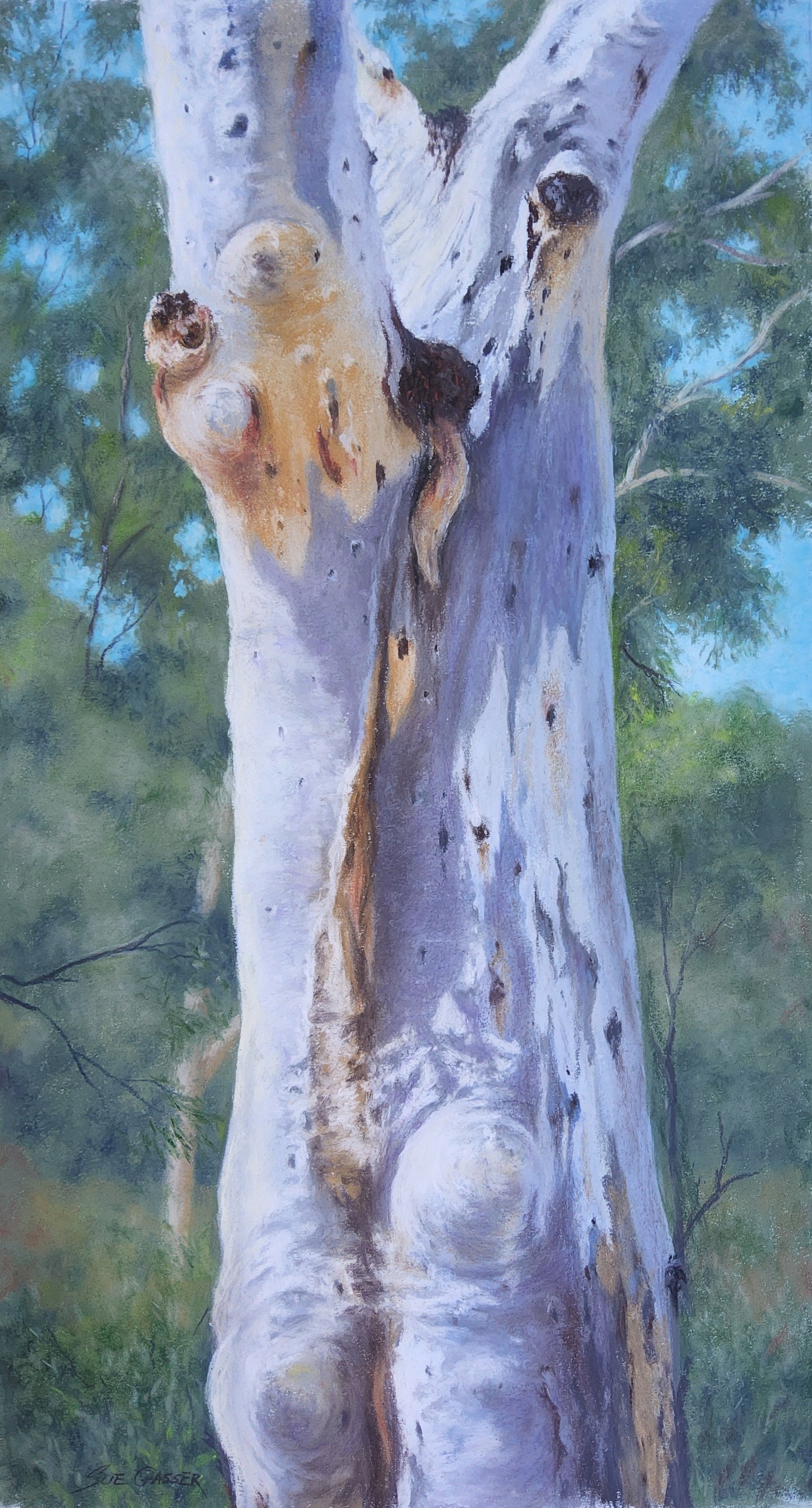 Angophora Gum Blaxland
