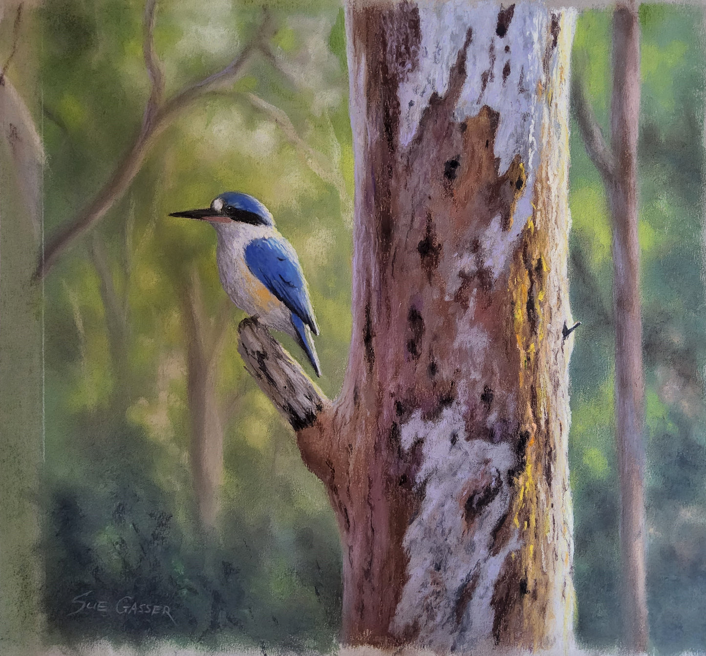 Morning Sun - Forest Kingfisher