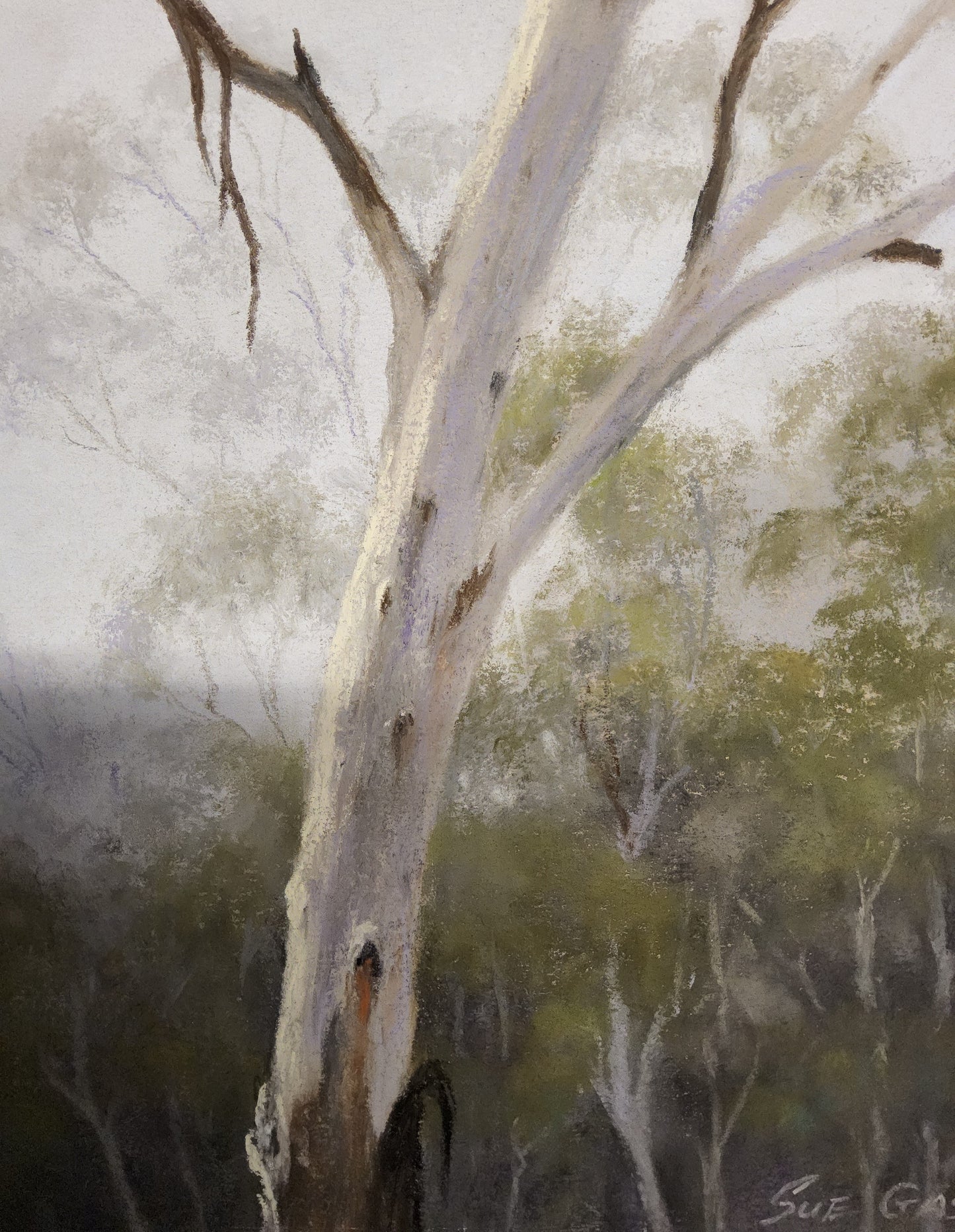 Mountain Gum