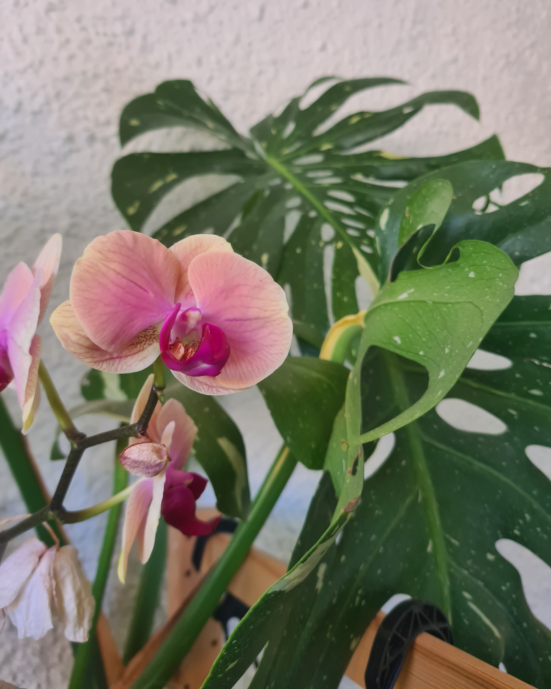 Plant Boutique update