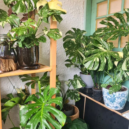 Visit the Plant Boutique! Located on Gallery NWC's 1st floor balcony.