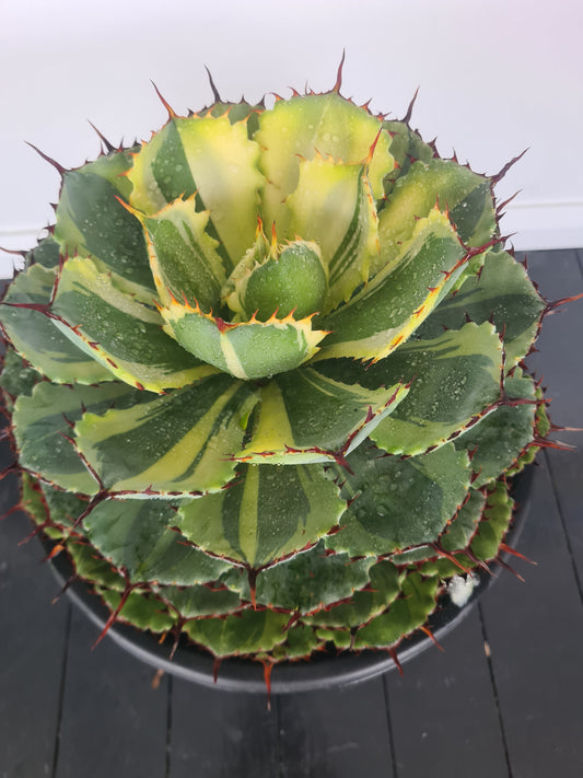 NEW PLANTS IN OUR PLANT BOUTIQUE!
