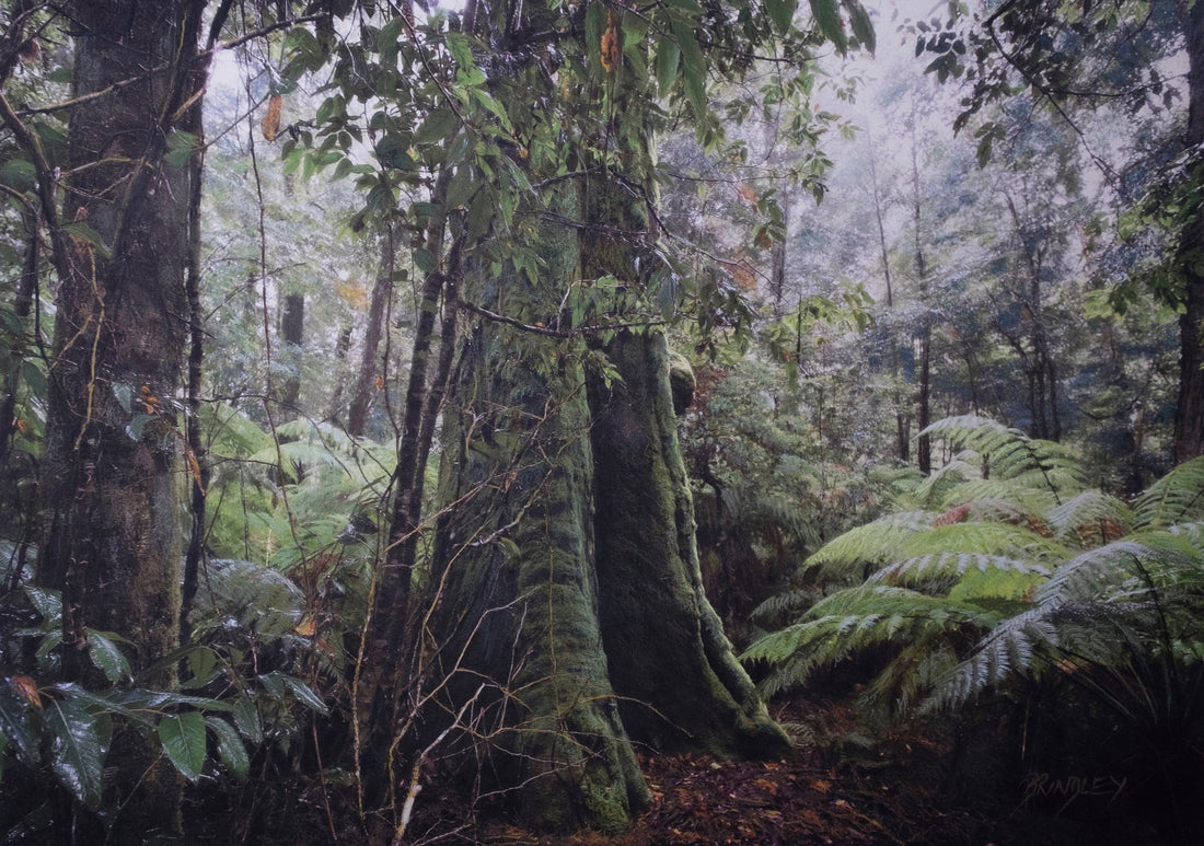 Gondwana - Barrington Tops NP - Antarctic Beech Walk by Robert Brindley