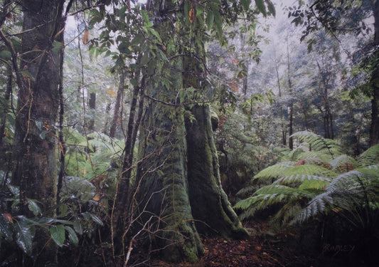 Gondwana - Barrington Tops NP - Antarctic Beech Walk by Robert Brindley