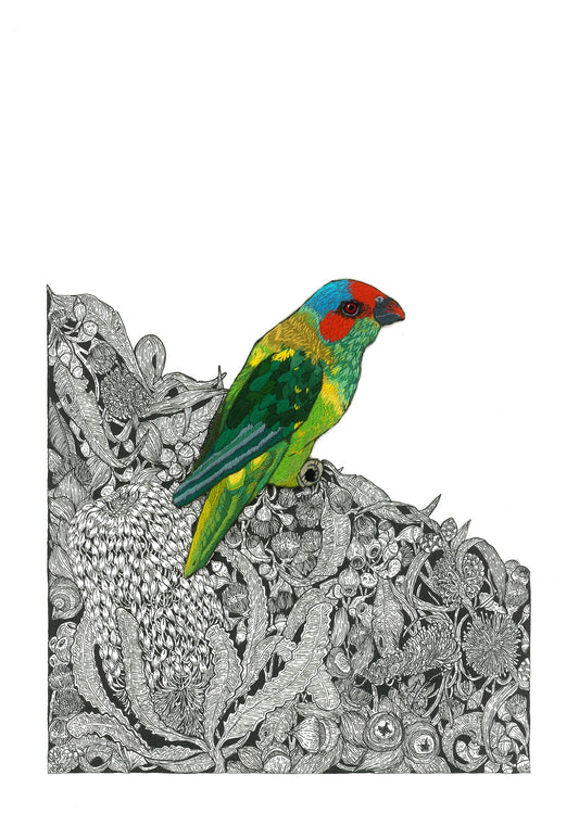 'Musk Lorikeet, Crowning' by Jack Buckley