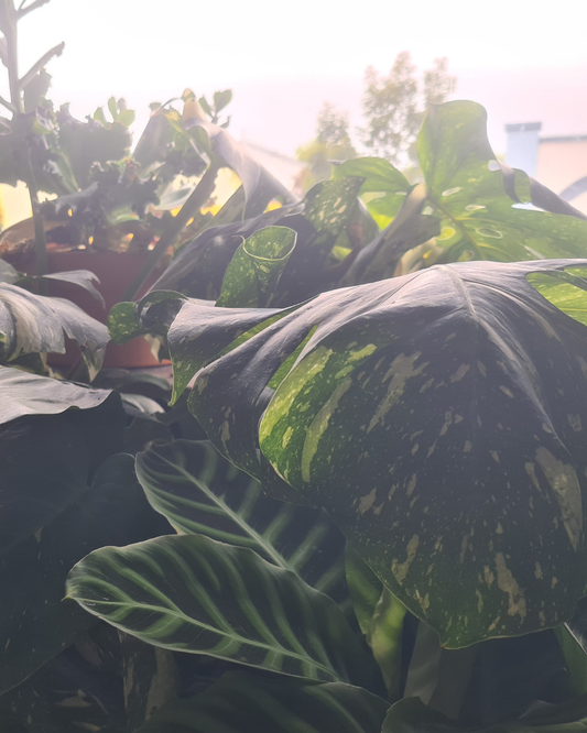 The beautiful Plant Boutique is open today - located on our level 1 balcony.
