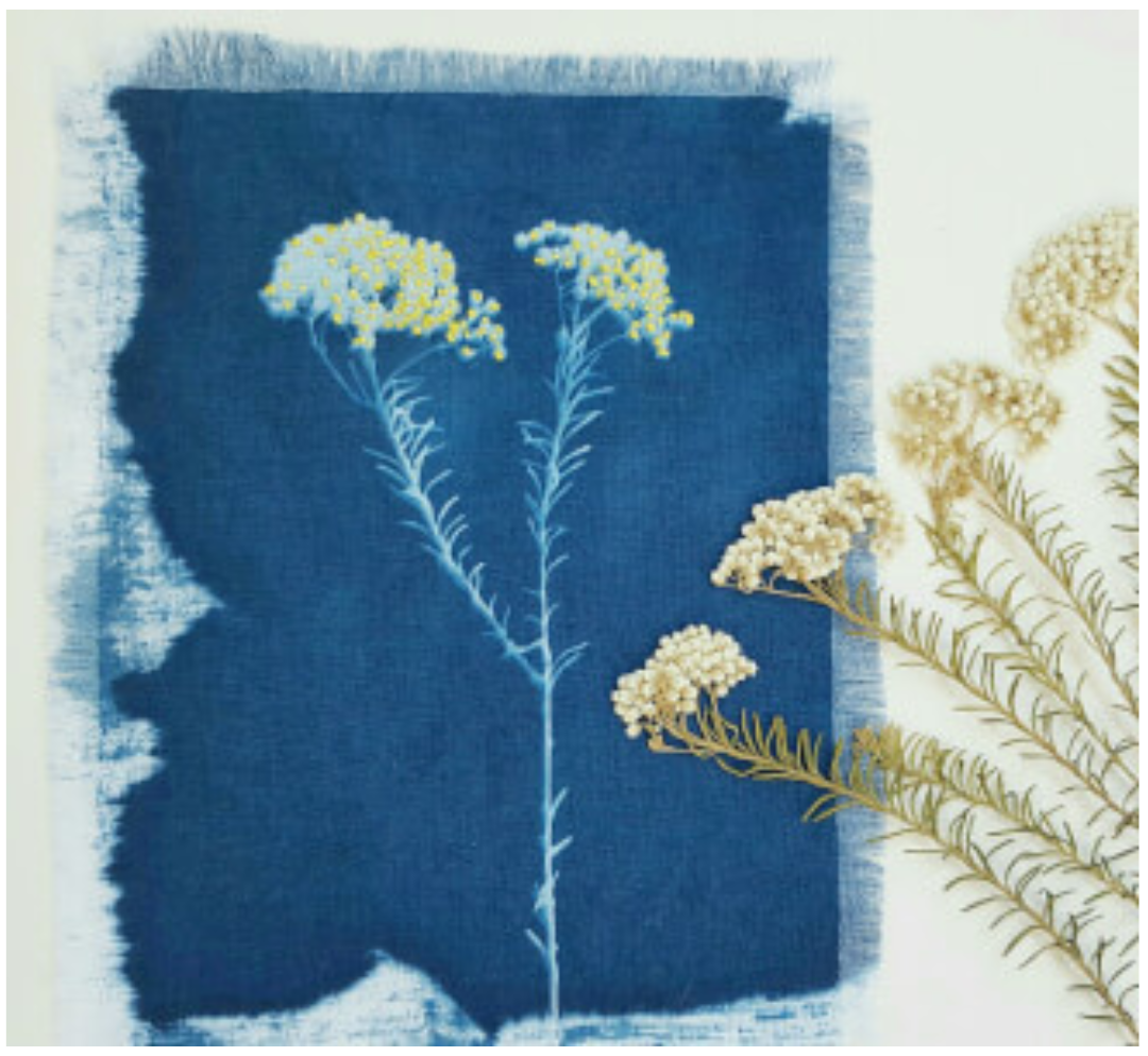 Discover Cyanotype