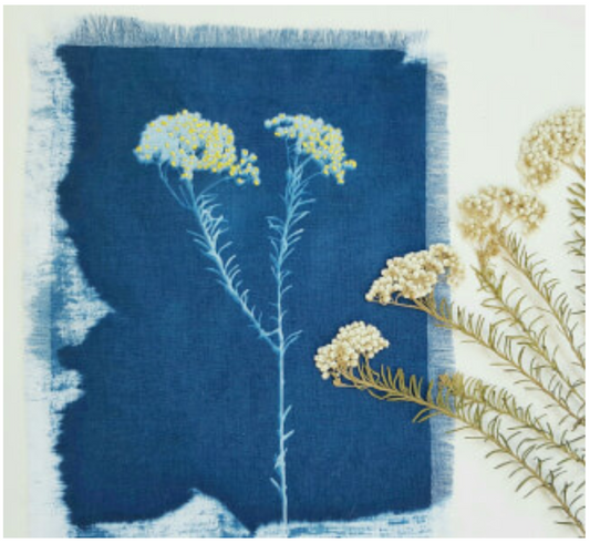 Discover Cyanotype