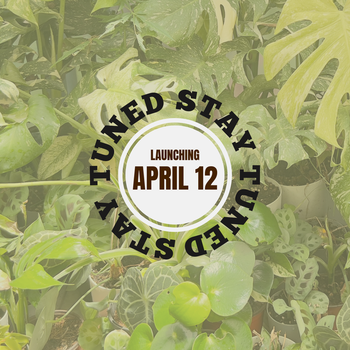 Exciting Announcement - GNWC & Plant Boutique collaboration!
