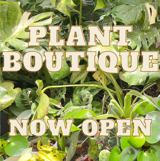 PLANT BOUTIQUE - Now at Gallery NWC