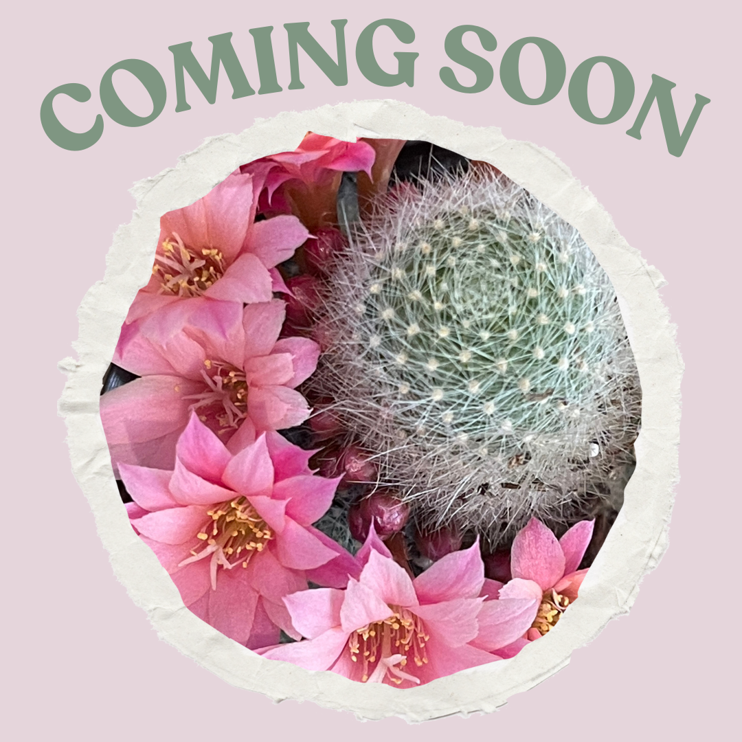COMING SOON TO GNWC! Plant Boutique pop-up