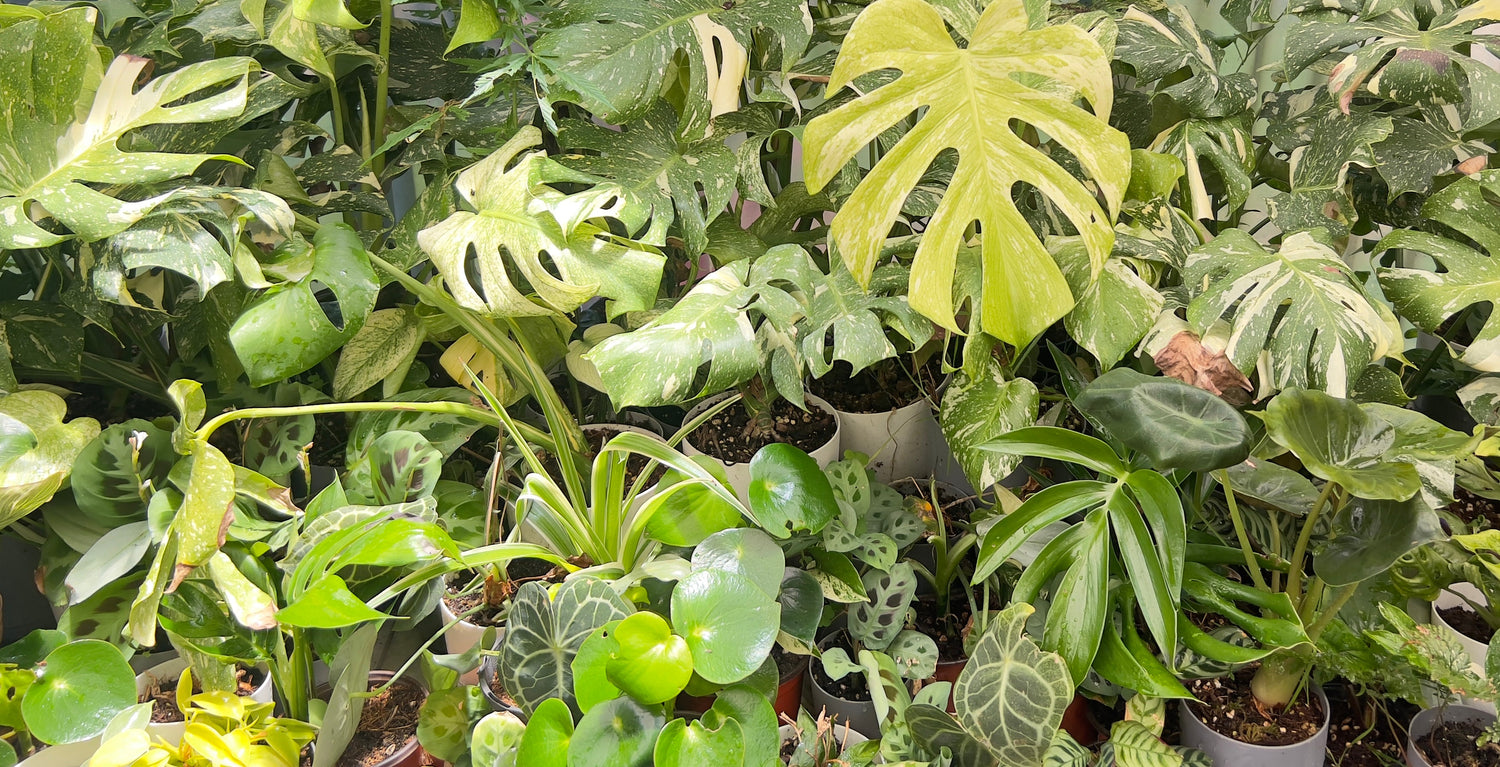 Plant Boutique