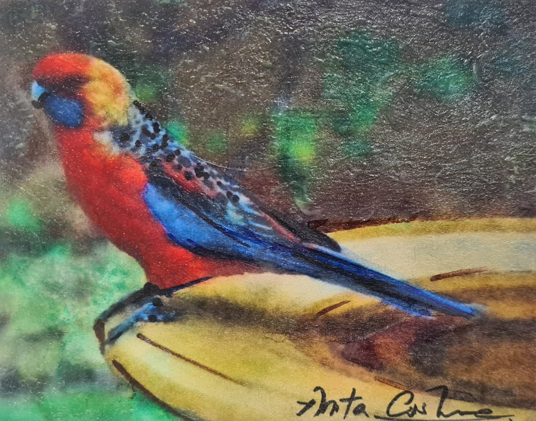 Hand-painted card - Rosella