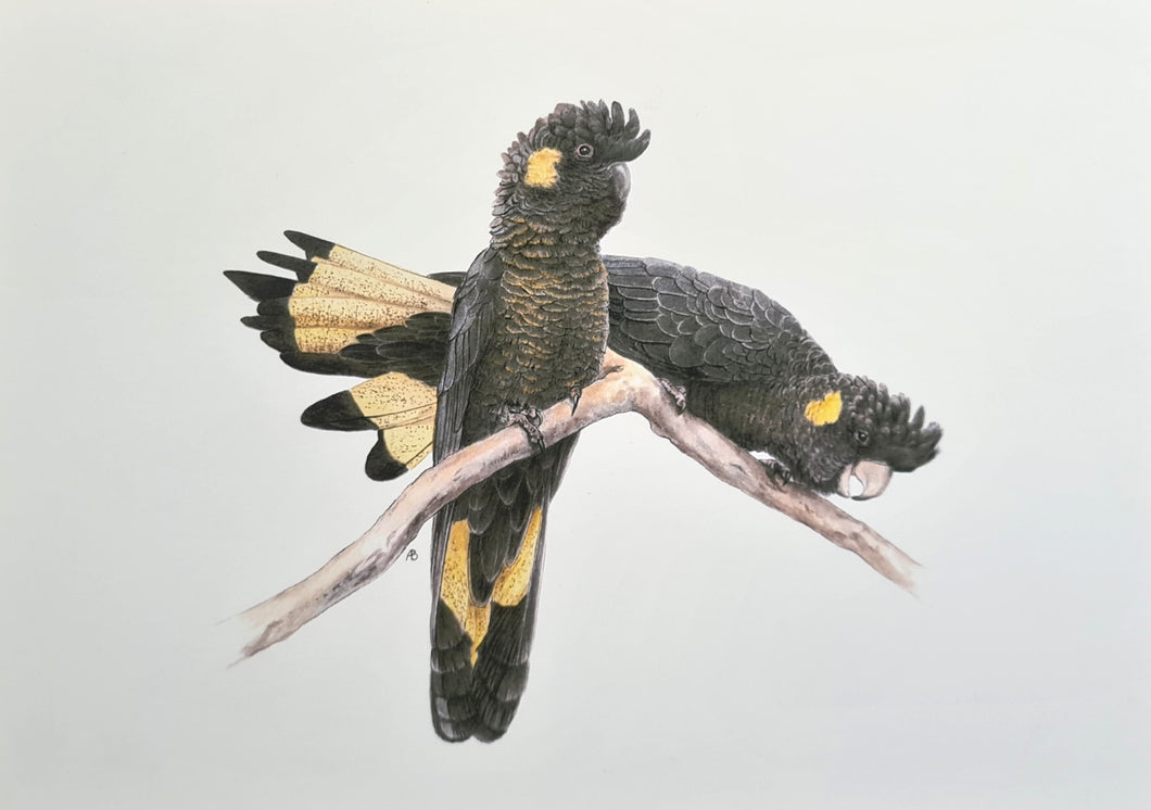 Yellow-tailed Black Cockatoo