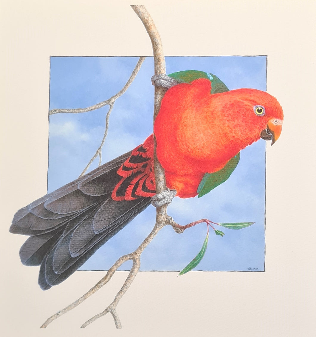 King Parrot