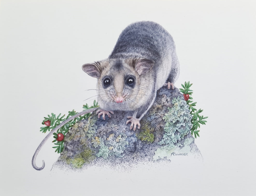 Mountain Pygmy-possum