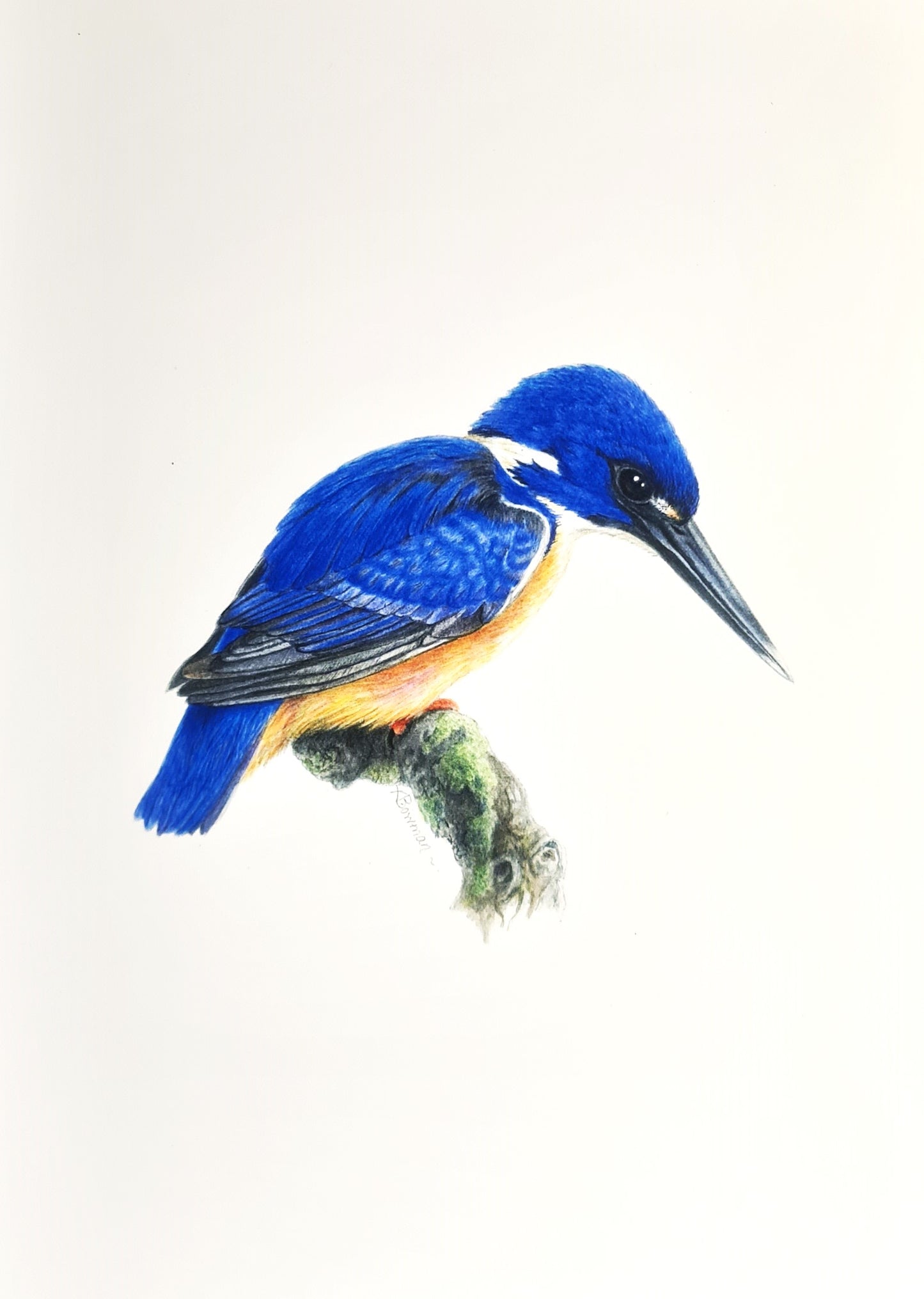 Azure Kingfisher