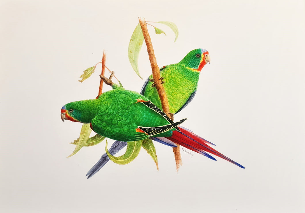 Swift Parrot