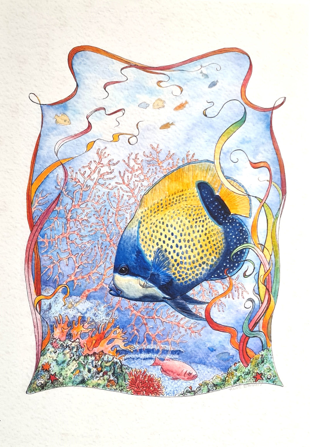 Blue-Girdled Angelfish