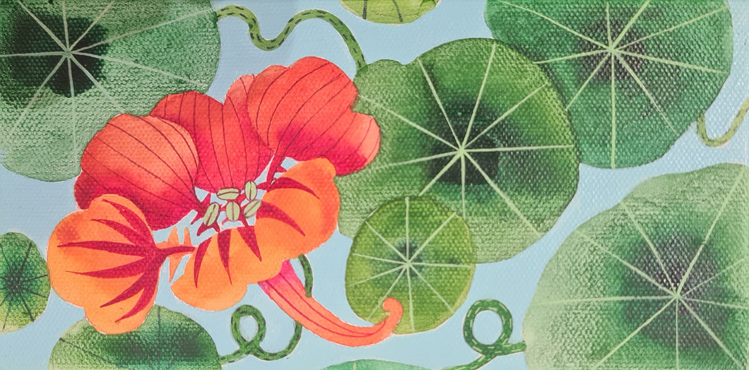 Nasturtium (long)