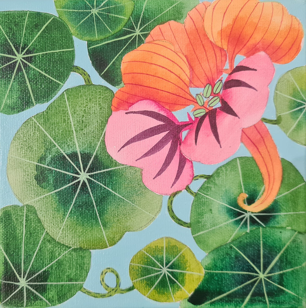 Square Nasturtium