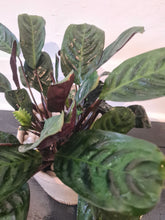 Load image into Gallery viewer, Ctenanthe
