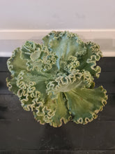 Load image into Gallery viewer, Echeveria Ruffles
