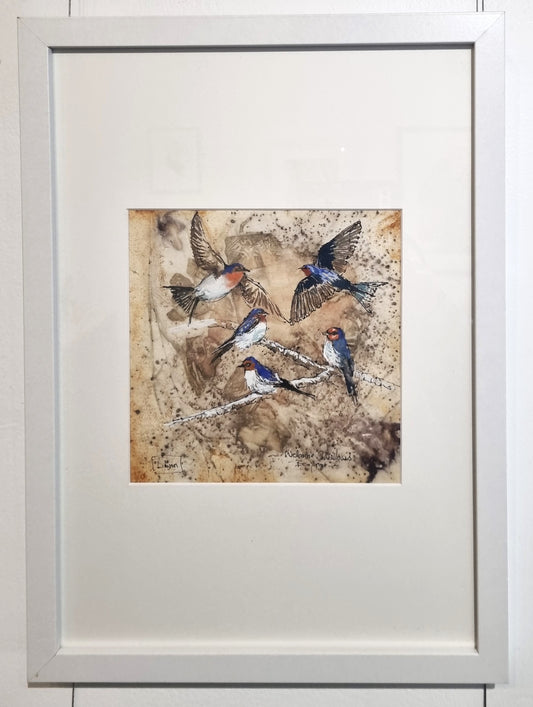 Welcome Swallows